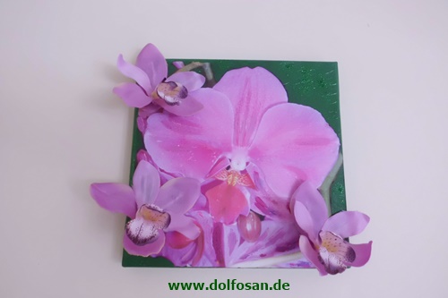 Orchideen magenta