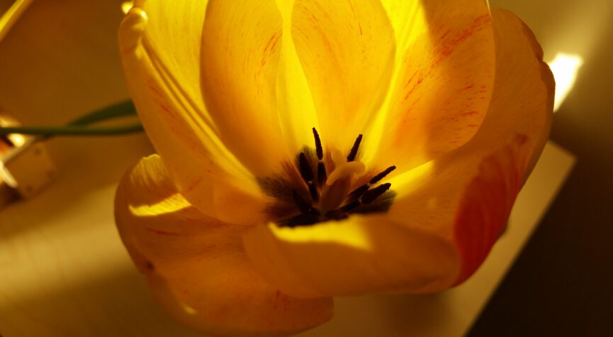 goldene Tulpe