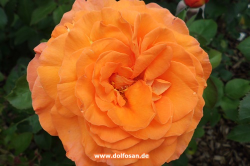 Rose in orange